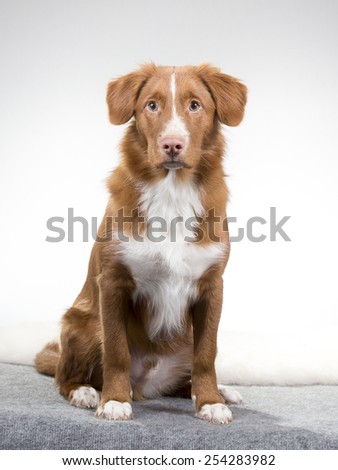 A toller puppy portrait. Image taken in a studio