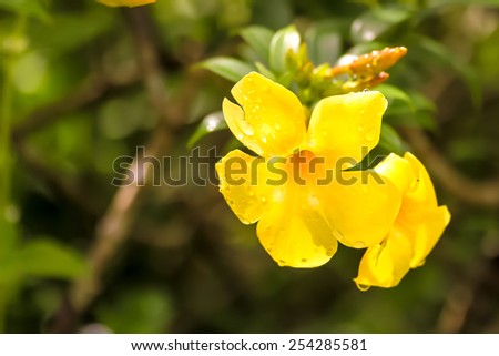 Yellow Flowers : carolina jessamine Royalty-Free Stock Photo #254285581