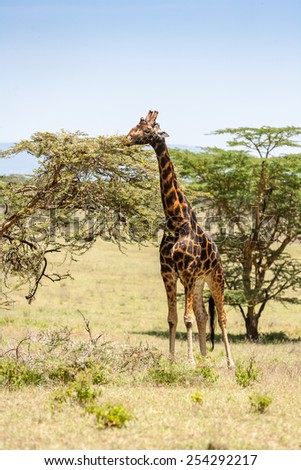 giraffe on a background of grass. Kenya, Africa