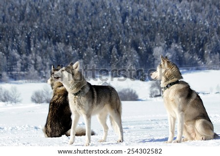 three Siberian huskies in a snowy landscape