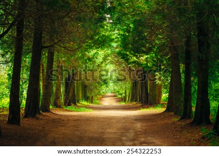 Walkway Lane Path With Green Trees in Forest. Beautiful Alley In Park. Pathway Way Through Dark Forest Royalty-Free Stock Photo #254322253