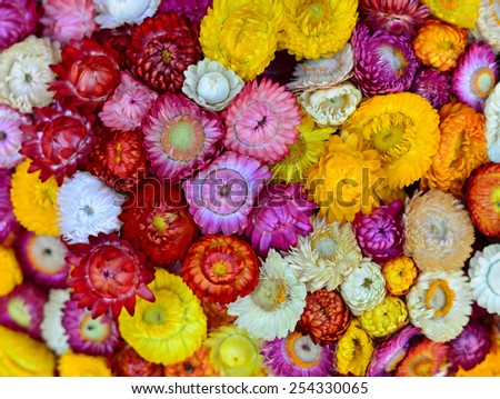 Closeup of colorful flowers (Nature Background)