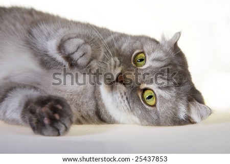 young playing cat with green eyes, scottish fold