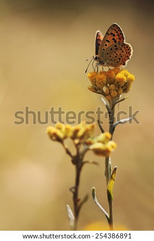 Butterfly sitting on flower 