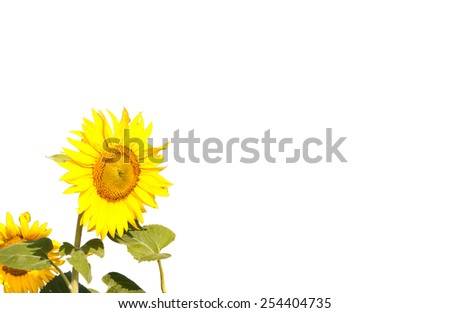 Framework with flowers sunflower isolated on a white background
