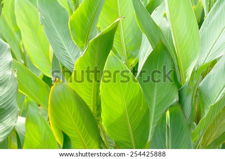 Group of big green leaf with sunshine.