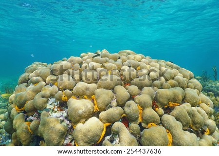 Underwater reef with lobed star coral, Orbicella annularis, Caribbean sea