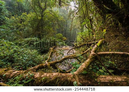 Rainforest Doi Inthanon, Thailand.