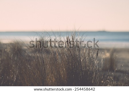 beautiful abstract grass texture on sunset with reflections and rays of sun - vintage retro grainy film effect
