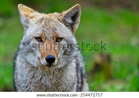 Coyote  Royalty-Free Stock Photo #254472757