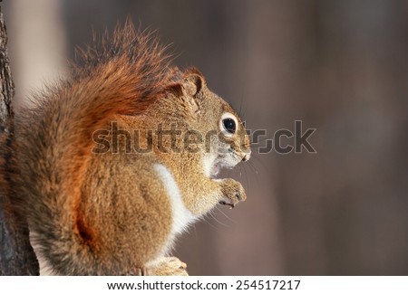 squirrel resting in nature
