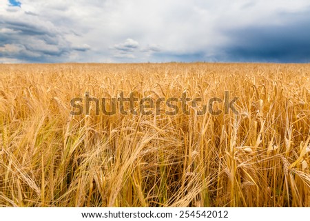 Barley field before the storm