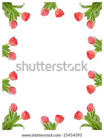 A frame of tulips isolated on white background