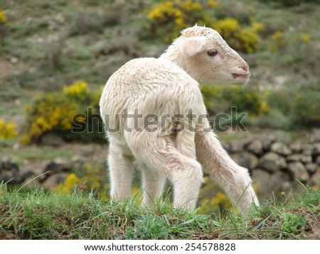 Image of a white lamb  Royalty-Free Stock Photo #254578828