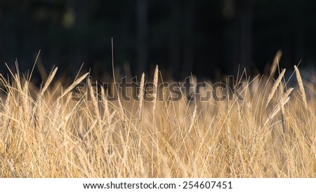 beautiful abstract grass texture on sunset with reflections and rays of sun
