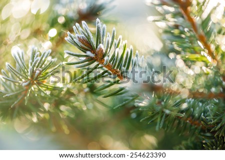 Close up (macro) shot of the iced buds and coniferous. Selective focus, narrow depth of field, warm tones of the sunlight.