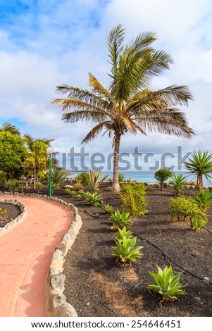 Walking alley and tropical palm tree on Playa Blanca coastal promenade, Lanzarote, Canary Islands, Spain 