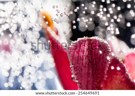 Abstract underwater composition with blurry orchid petals, bubbles and light 