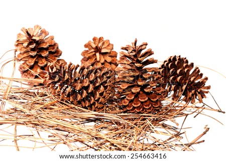 Several pine cones over needles on a white background