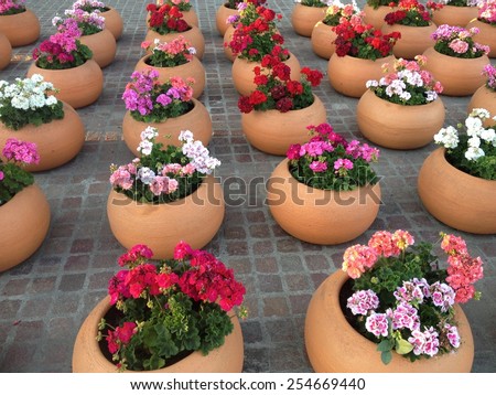 Many flower pots