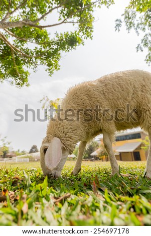 Sheep Family Livestock on a Farm in Chiangmai Thailand