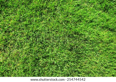 Green grass surface Royalty-Free Stock Photo #254744542