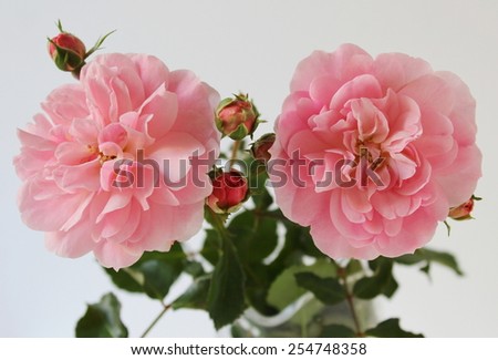 Pink roses. Garden rose flower.