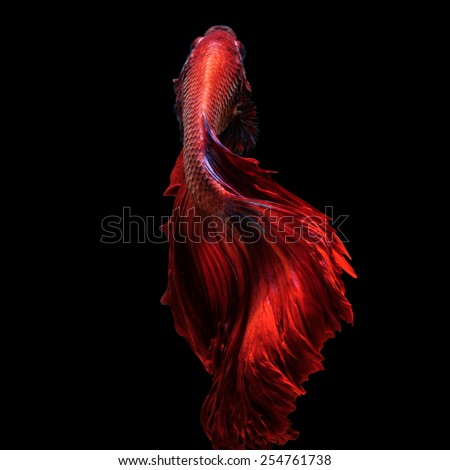 Red betta fish, siamese fighting fish on black background Royalty-Free Stock Photo #254761738