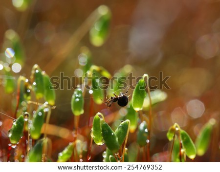 Spider, among moss and drops of water
