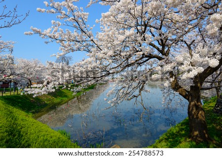 Cherry blossoms at the Takada Park in Joetsu city, Niigata, Japan Royalty-Free Stock Photo #254788573