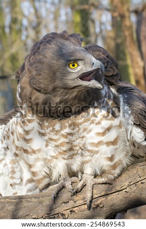 Portrait of a short-toed snake eagle (Circaetus gallicus) 