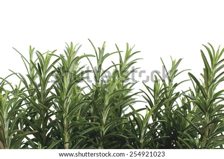 Branches of rosemary isolated on white background