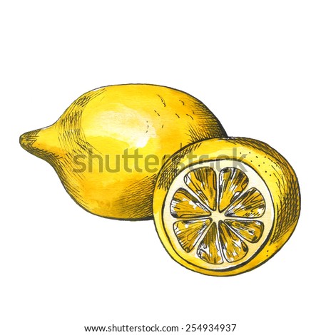 Hand drawn watercolor lemon sketch with ink contour. Isolated