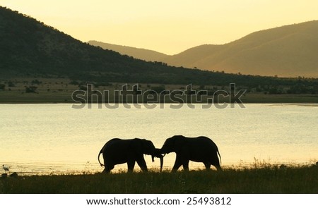 Elephant bulls wrestling at sunset