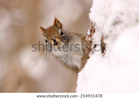 Red squirrel on a tree trunk covered in snow, peering at the photographer Royalty-Free Stock Photo #254955478
