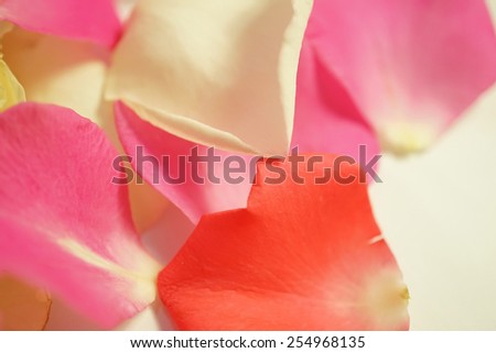 sweet color rose petals for romantic background