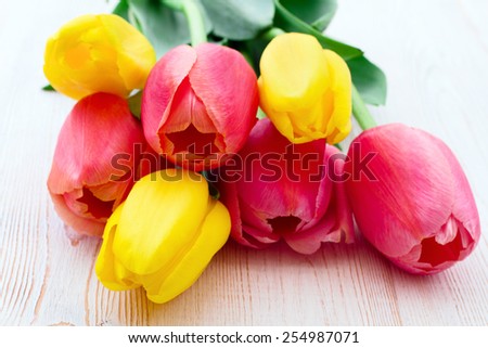 Multicolored tulips on white wooden background. 