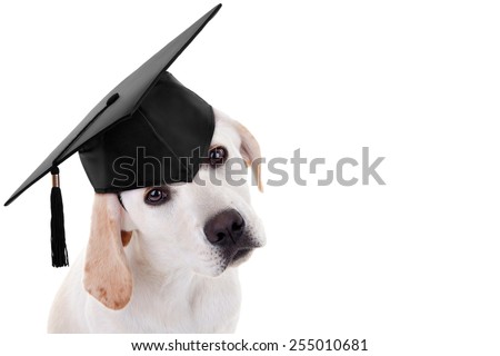 Graduate Labrador puppy dog on white with copy space Royalty-Free Stock Photo #255010681