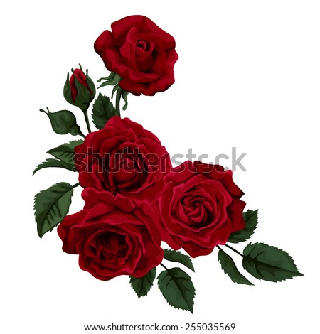 Beautiful rose isolated on white. Red rose. Perfect for background greeting cards and invitations of the wedding, birthday, Valentine's Day, Mother's Day.