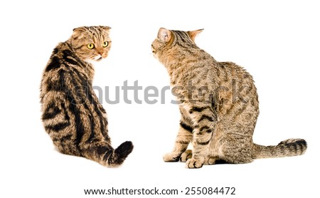 Two cats, looking at each other, sitting together isolated on white background