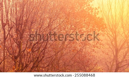 Bright autumn leaves fall trees in forest, yellow orange nature background. Foggy day