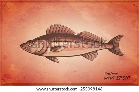 walleye fish vintage vector illustration
