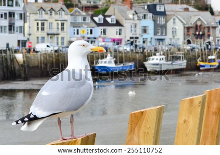 Seagull in a typically British seaside town setting, Looe, Cornwall