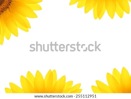 Sunflower petals on a white background blank wallpaper. Blank greeting cards. Flat lay style. Copy space for text.  Top view. 