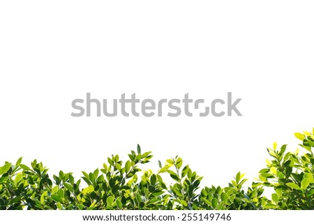 banyan green leaves isolated on white background