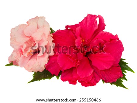 red and pink hibiscus flowers with green leaves  isolated on white background