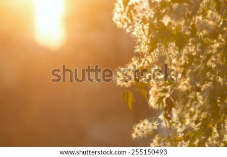 Blurred background of nature. Nature Bokeh. Concept - blurred kind of nature in the rays of sun light. Image for use in the background to illustrate the kinds of texts. Awakening of nature spring.