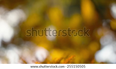 Blurred background of nature. Nature Bokeh. Concept - blurred kind of nature in the rays of sun light. Image for use in the background to illustrate the kinds of texts. Awakening of nature spring.