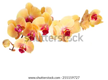 bright orange fresh  orchid flowers branch  isolated on white background Royalty-Free Stock Photo #255159727