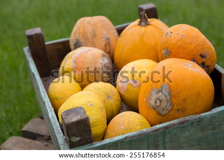 pumpkins in a wood box, shallow depth of field